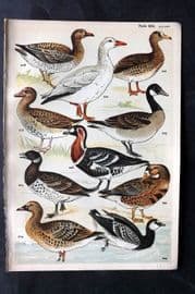 Gordon C1900 Bird Print. Goose Geese 19