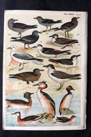Gordon C1900 Bird Print. Grebe, Fulmar, Shearwater, Petrel 33
