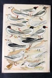 Gordon C1900 Bird Print. Gull 31