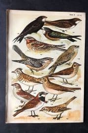 Gordon C1900 Bird Print. Larks, Swift, Nightjar 10
