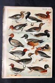 Gordon C1900 Bird Print. Mallard, Gadwall, Wigeon, Pochard 21