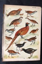 Gordon C1900 Bird Print. Pheasant, Partridge, Quail, Crake, Rail, Moorhen 24