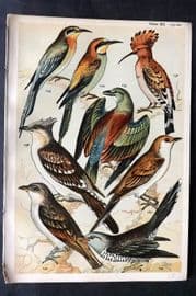 Gordon C1900 Bird Print. Roller, Bee Eater, Hoopoe, Cuckoo 12