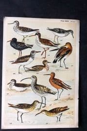 Gordon C1900 Bird Print. Sandpiper, Redshank, Godwit, Curlew 29
