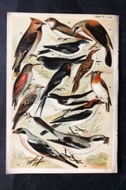 Gordon C1900 Bird Print. Shrike, Waxwing, Flycatcher, Swallow, Martin 06