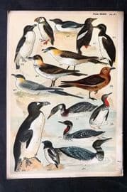 Gordon C1900 Bird Print. Skua, Razorbill, Extinct Great Auk, Puffin 32