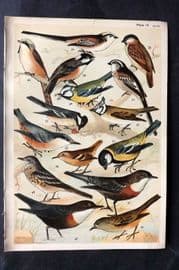 Gordon C1900 Bird Print. Sparrow, Dipper, Tit 04