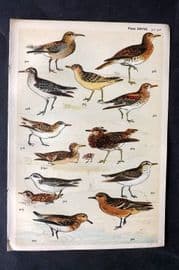 Gordon C1900 Bird Print. Stint, Sandpiper, Sanderling, Ruff 28