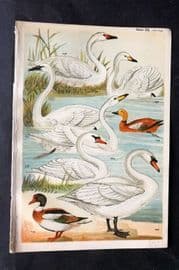 Gordon C1900 Bird Print. Swans & Sheld Duck 20