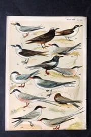 Gordon C1900 Bird Print. Terns 30