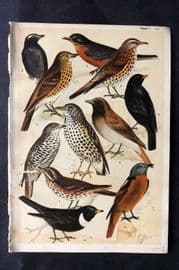 Gordon C1900 Bird Print. Thrushes 01