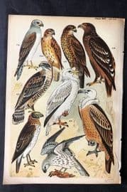 Gordon C1900 Bird Print. Vulture, Harrier, Buzzard 14