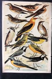Gordon C1900 Bird Print. Wagtails & Pipits 05