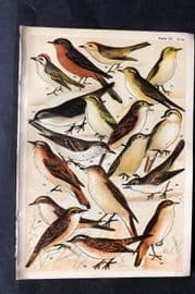 Gordon C1900 Bird Print. Warblers & Wrens 03