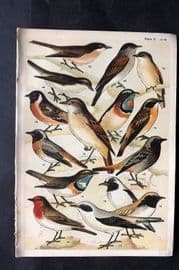 Gordon C1900 Bird Print. Wheatear, Stonechat, Whinchat, Redstart, Robin 02