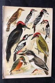 Gordon C1900 Bird Print. Woodpeckers 11