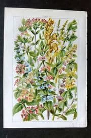 Gordon C1900 Broom Rape, Toothwort, Gipsy Wort, Spear Mint, Thyme Balm Bugle 19