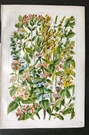 Gordon C1900 Broom Rape, Toothwort, Gipsy Wort, Spearmint, Thyme, Balm 19