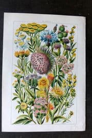 Gordon C1900 Burdock, Saw Wort, Marigold, Cotton Weed, Tansy, Butter Bur 15