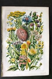 Gordon C1900 Burdock, Thistle, Marigold, Cotton Weed, Tansy, Butter Bur 15