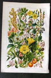 Gordon C1900 Cross Heath, Heather, Strawberry Tree, Bearberry, Holly 17