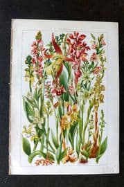 Gordon C1900 Goodyera, Bird's Nest, Helleborine, Coral Root, Purple Orchids 24