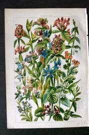 Gordon C1900 Hemp Nettle, Woundwort, Ground Ivy, Skull Cap, Forget me not 20