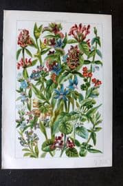 Gordon C1900 Hemp Nettle, Woundwort, Ground Ivy, Skull Cap, Forget me not 20