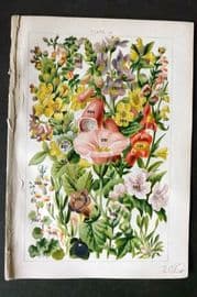 Gordon C1900 Jacob's Ladder, Bindweed, Henbane, Nightshade, Figowrt Foxglove 18