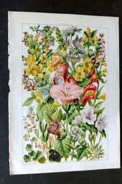 Gordon C1900 Jacob's Ladder Bindweed, Henbane, Nightshade, Figowrt, Foxglove 18