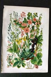 Gordon C1900 Knot Grass, Strapwort, Black Currant, Houseleek, London Pride 10