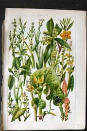 Gordon C1900 Print. Amaranth, Shrubby Sea Purslane, Orache, Sea Blite, Sorrel 22