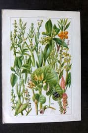 Gordon C1900 Print. Amaranth Shrubby Sea Purslane, Orache, Sea Blite, Sorrel 22