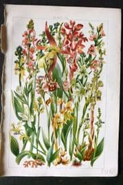 Gordon C1900 Print. Bird's Nest, Helleborine, Coral Root, Purple Orchids 24