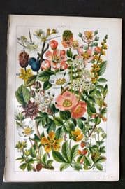 Gordon C1900 Print. Blackthorn, Cinquefoil, Strawberry, Blackberry 08