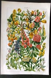 Gordon C1900 Print. Broom, Furze, Kidney Vetch, Trefoil, Vetch, Medick 07