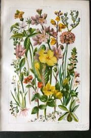 Gordon C1900 Print. Butterwort, Primrose, Violet, Milwort, Thrift 21