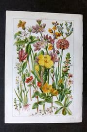 Gordon C1900 Print. Butterwort, Primrose, Violet, Milwort, Thrift 21