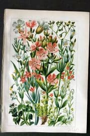 Gordon C1900 Print. Deptford Pink, Sea Campion, Pearlwort, Spurrey, Chickweed 05