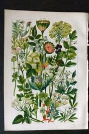 Gordon C1900 Print. Dogwood White Rot Sea Holly, Parsley, Celery, Marsh Wort 11