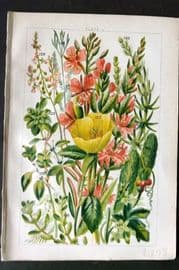 Gordon C1900 Print. Evening Primrose, Hornwort, Black Bryony 09