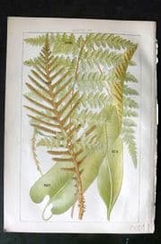 Gordon C1900 Print. Ferns 33