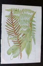 Gordon C1900 Print. Ferns 33