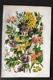 Gordon C1900 Print. Flax, Mallow, Lime, Maple, Balsam, Buckthorn, Wood Sorrel 06