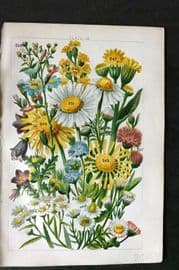 Gordon C1900 Print. Flea Bane, Daisy, Golden Rod, Groundsel, Daisy, Camomile 16