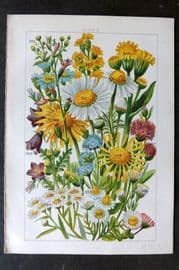 Gordon C1900 Print. Flea Bane, Daisy, Golden Rod, Groundsel, Daisy, Camomile 16