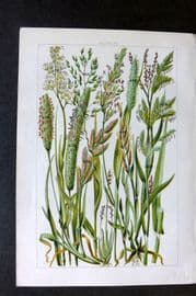 Gordon C1900 Print. Grasses 29