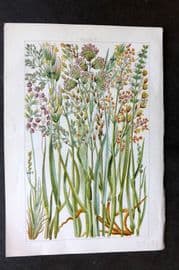 Gordon C1900 Print. Grasses 31