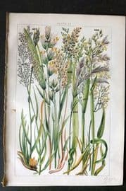 Gordon C1900 Print. Grasses & Reeds 30