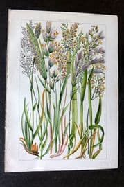 Gordon C1900 Print. Grasses & Reeds 30